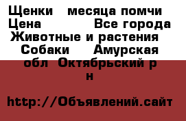 Щенки 4 месяца-помчи › Цена ­ 5 000 - Все города Животные и растения » Собаки   . Амурская обл.,Октябрьский р-н